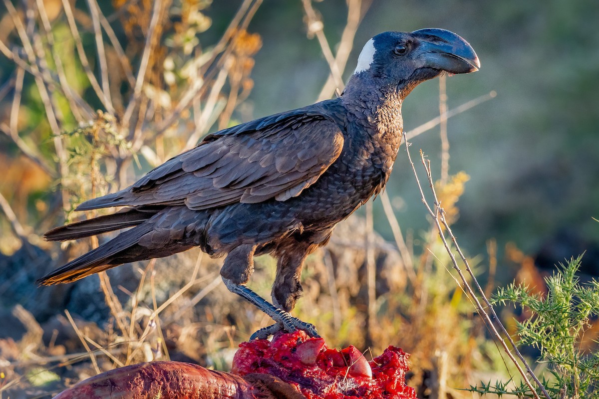 Thick-billed Raven - ML319440881