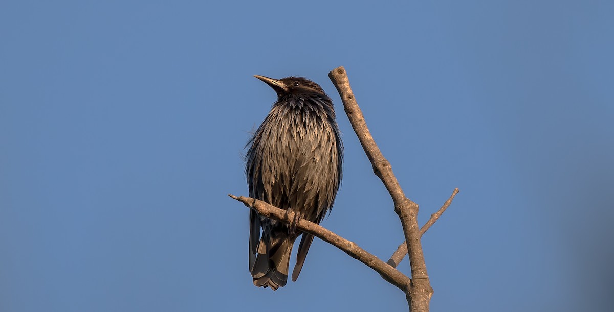 Spotless Starling - ML319442451