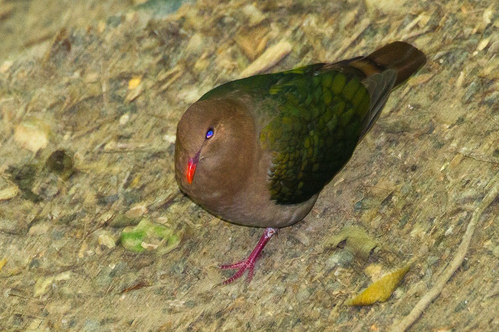 Pacific Emerald Dove - ML319443291