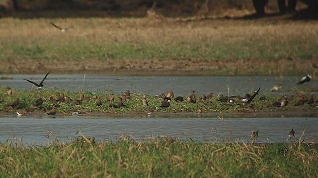 Black-winged Pratincole - ML319443551