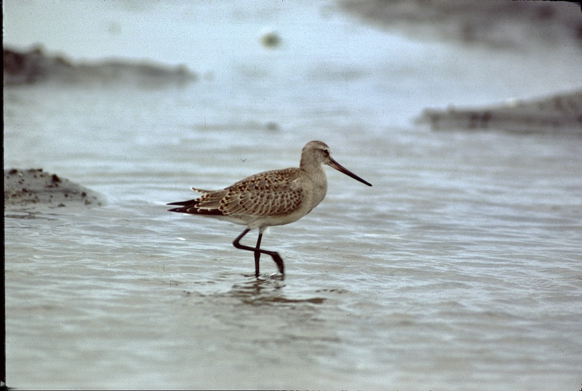 Hudsonian Godwit - ML319443741