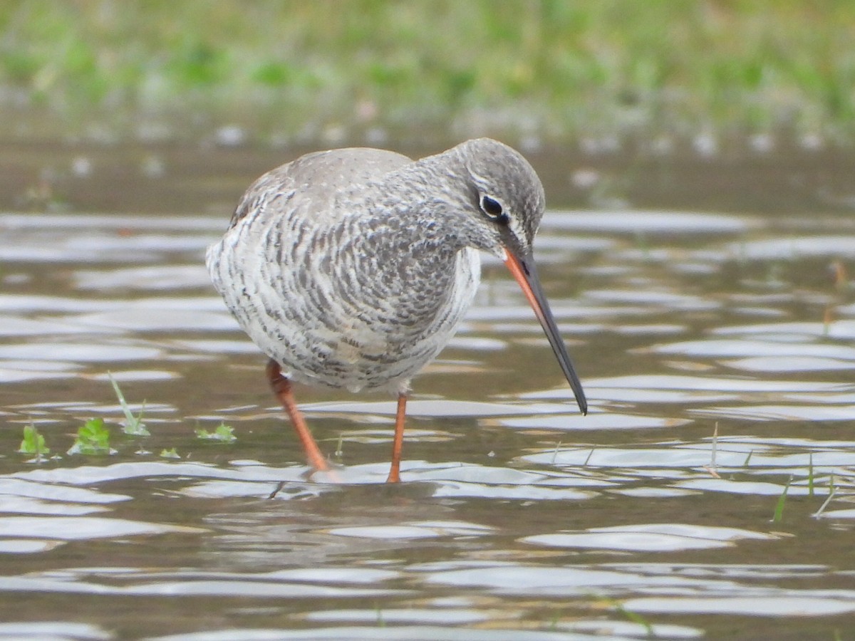 Spotted Redshank - Çağan Abbasoğlu