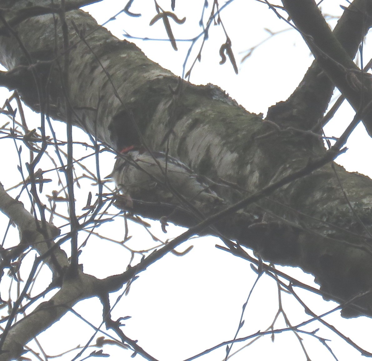 Lesser Spotted Woodpecker - ML319445501