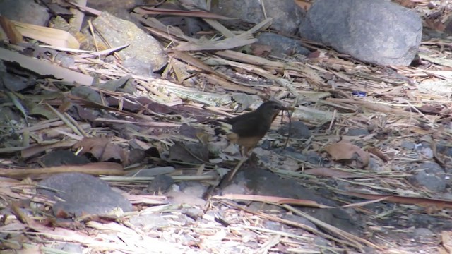 Buff-rumped Warbler - ML319445561