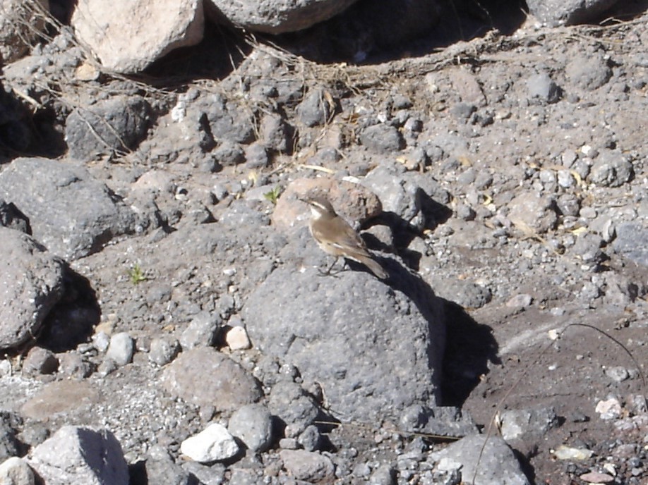 Cream-winged Cinclodes - ML319446611