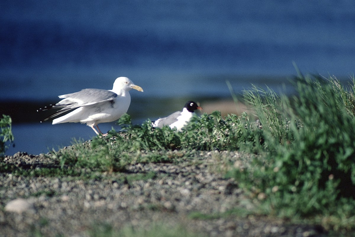 Franklin's Gull - ML319447111