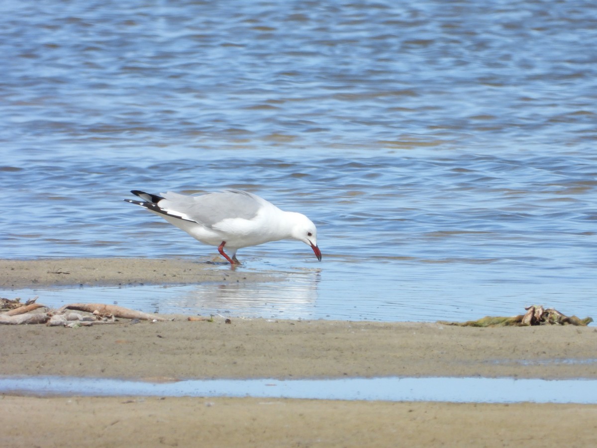 Hartlaub's Gull - ML319447201