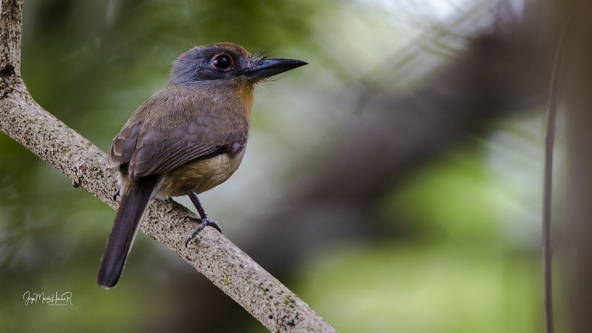 Gray-cheeked Nunlet - Jorge Moisés Herrera R.