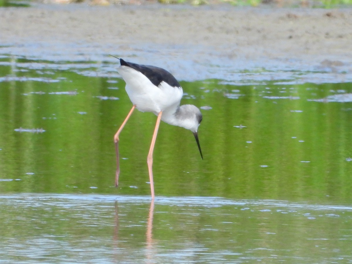 Black-winged Stilt - ML319448551