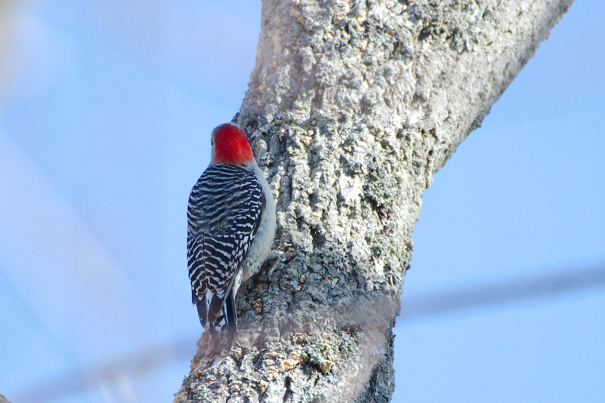 Red-bellied Woodpecker - ML319449041