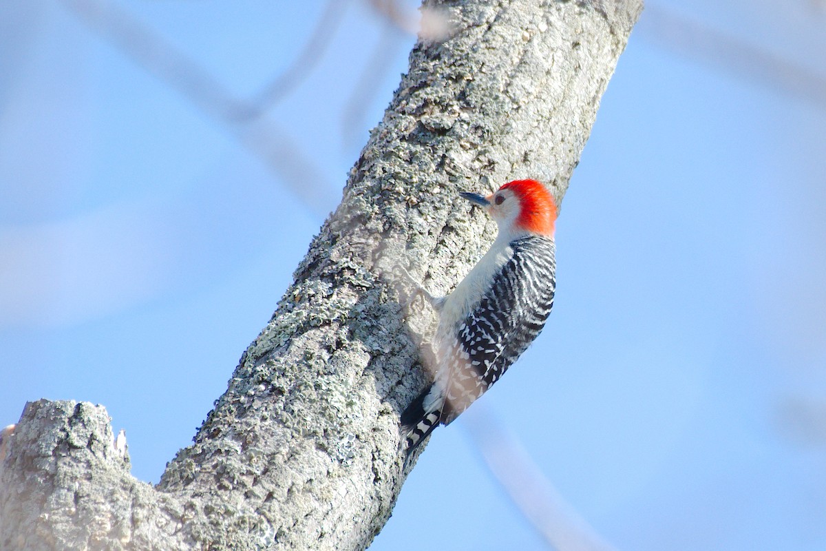 Red-bellied Woodpecker - ML319449081