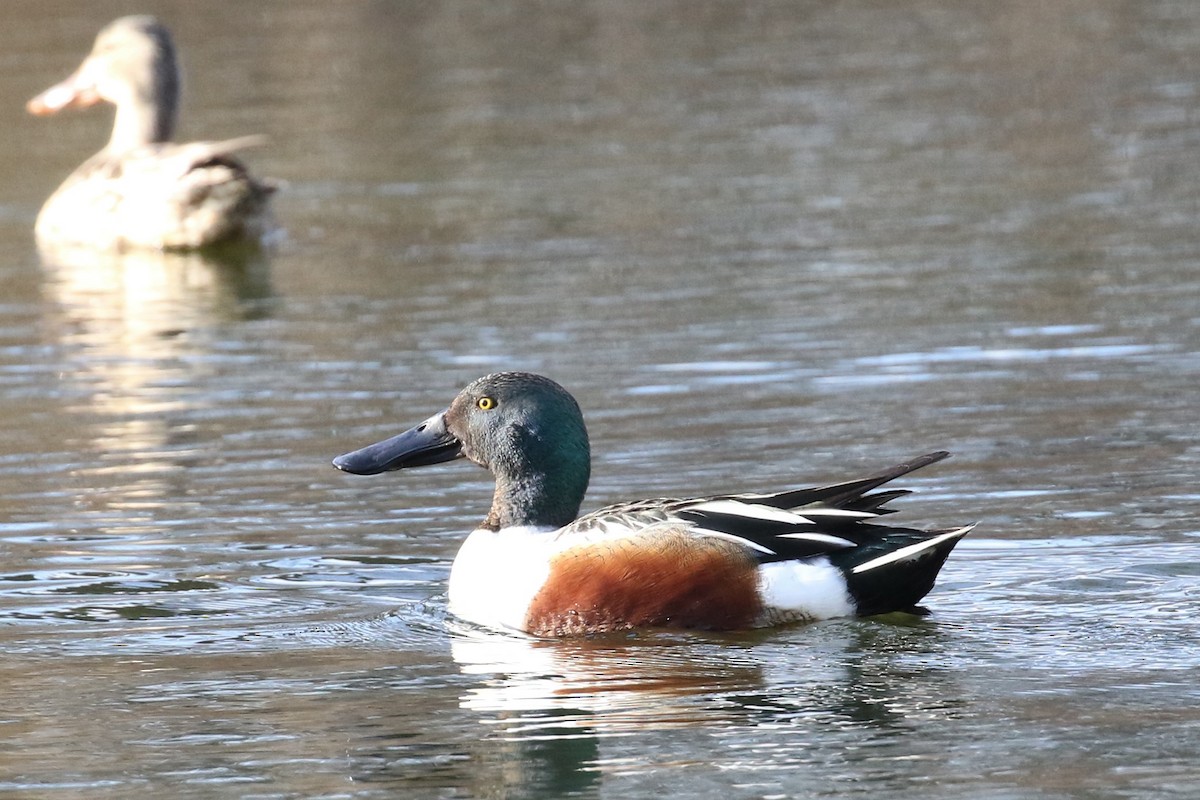 Northern Shoveler - ML319449351