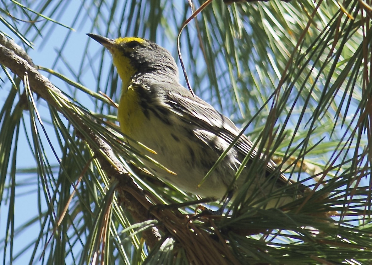 Grace's Warbler - Mark Rauzon