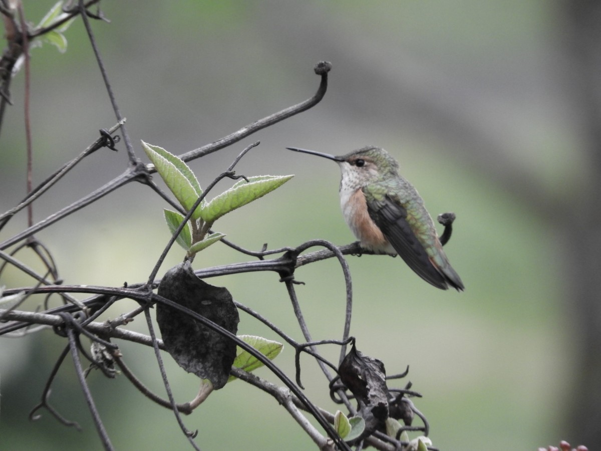 Rufous Hummingbird - ML319449861