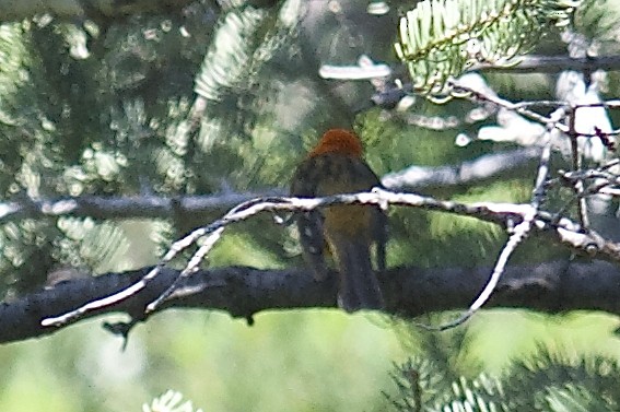 Flame-colored Tanager - ML31945021