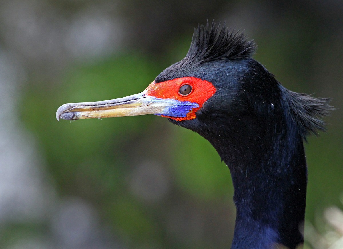 Cormoran à face rouge - ML31945301