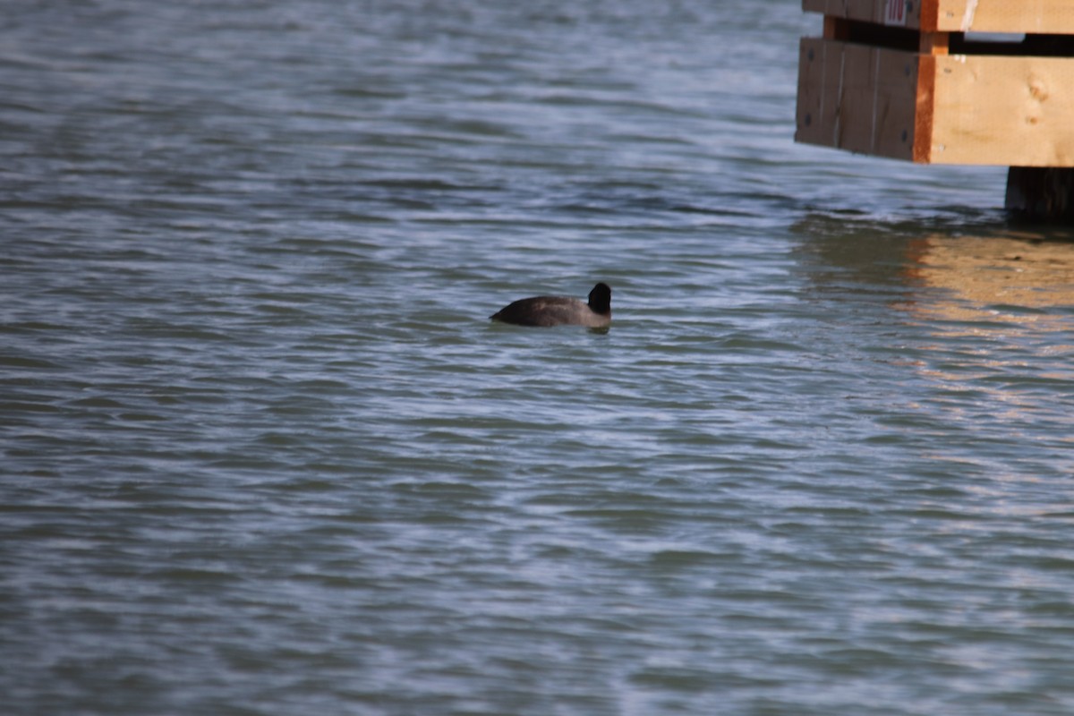 American Coot - ML319454481