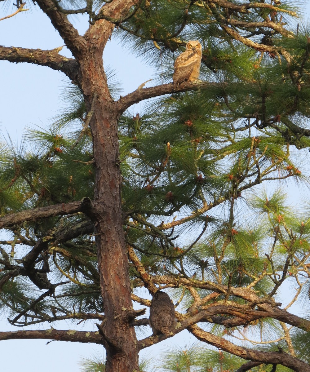 Great Horned Owl - ML319454531