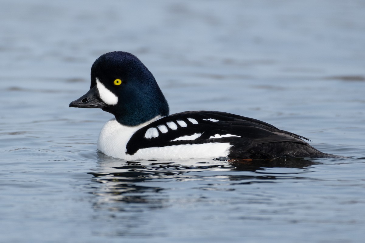 Barrow's Goldeneye - ML319455931