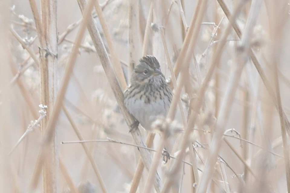 Lincoln's Sparrow - ML319456331