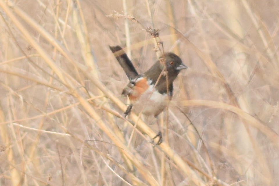 Spotted Towhee (arcticus) - ML319456351