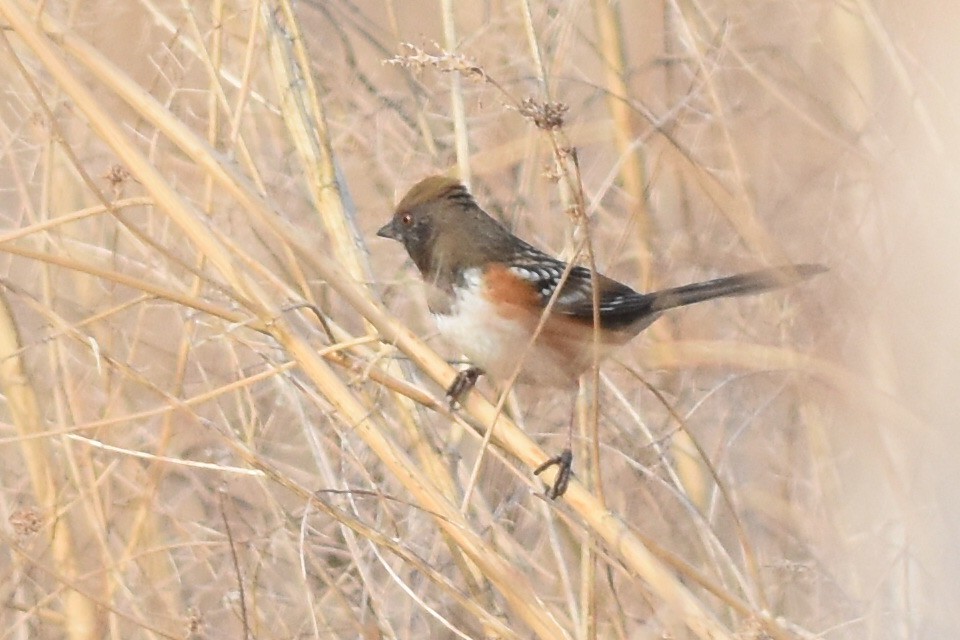 Spotted Towhee (arcticus) - ML319456361