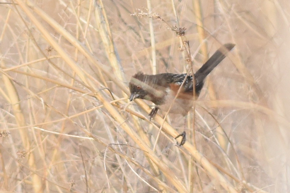 Spotted Towhee (arcticus) - ML319456371