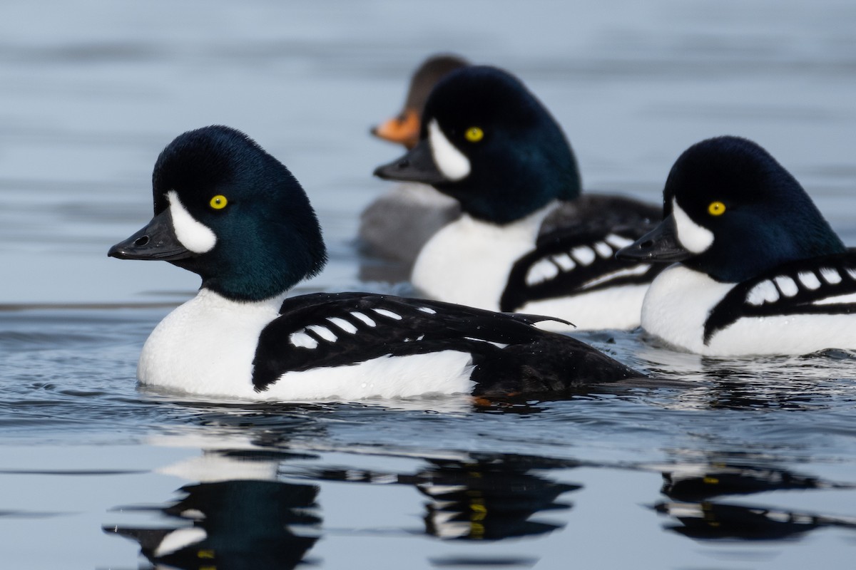 Barrow's Goldeneye - David Turgeon