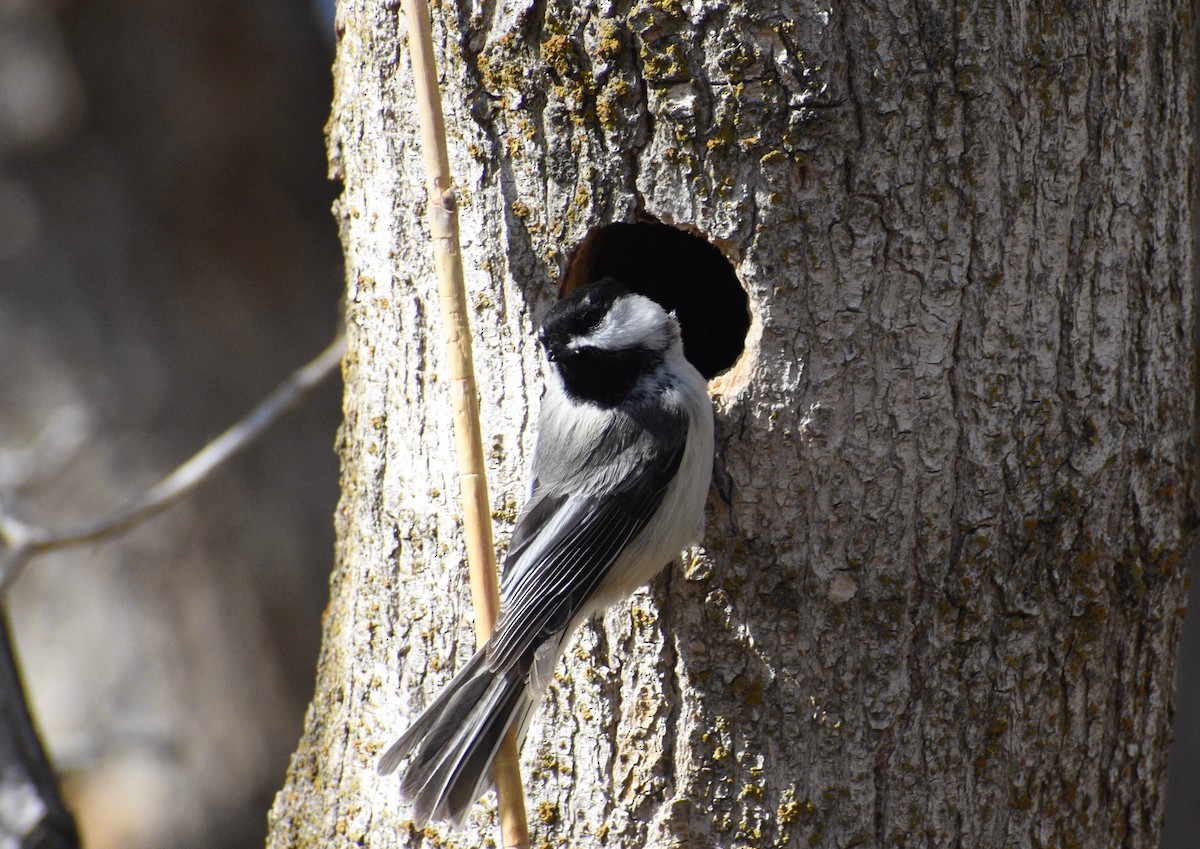 Black-capped x Mountain Chickadee (hybrid) - ML319458661