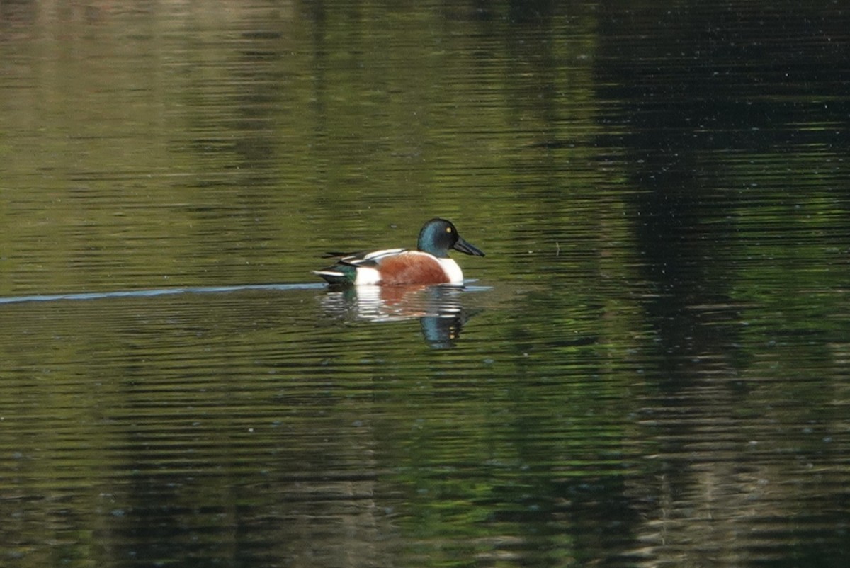 Northern Shoveler - ML319461191