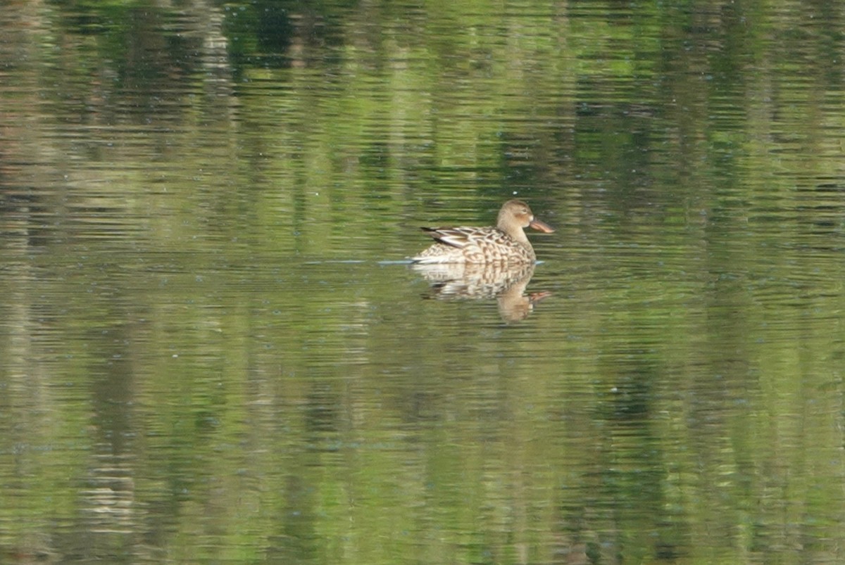 Northern Shoveler - ML319461461