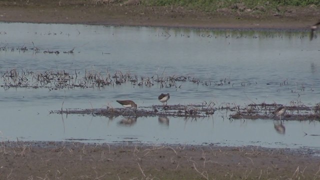 Green Sandpiper - ML319464501