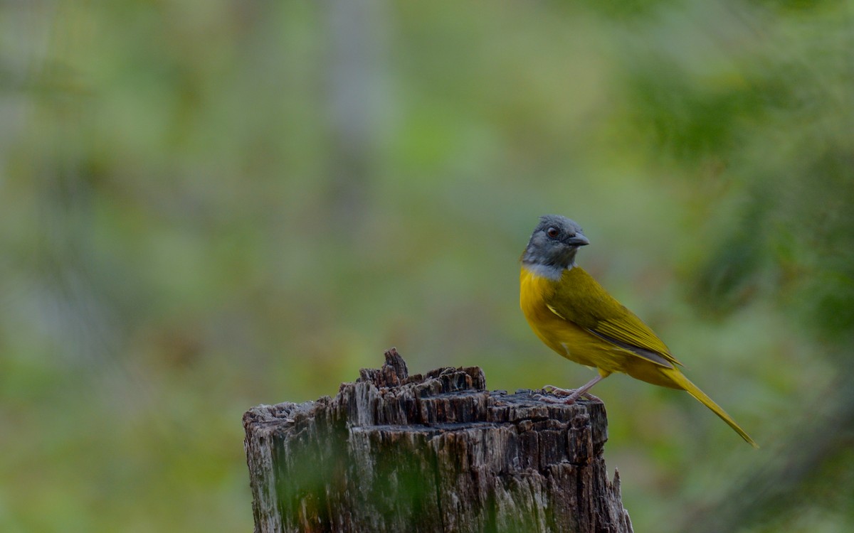 Gray-headed Tanager - Luis Trinchan