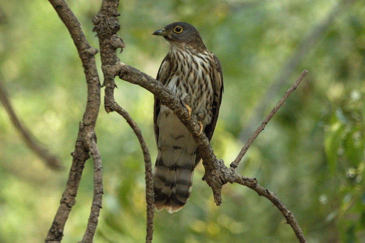 Hodgson's Hawk-Cuckoo - ML319465321