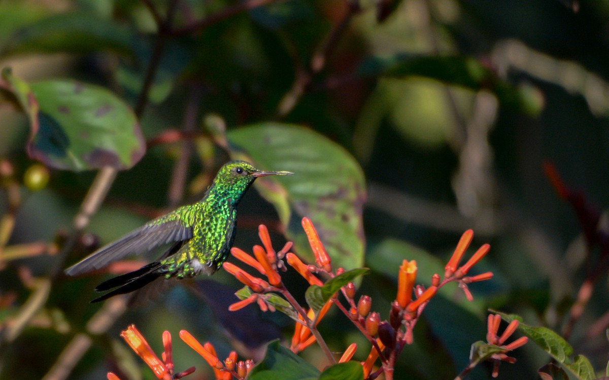 Cozumel Emerald - Luis Trinchan