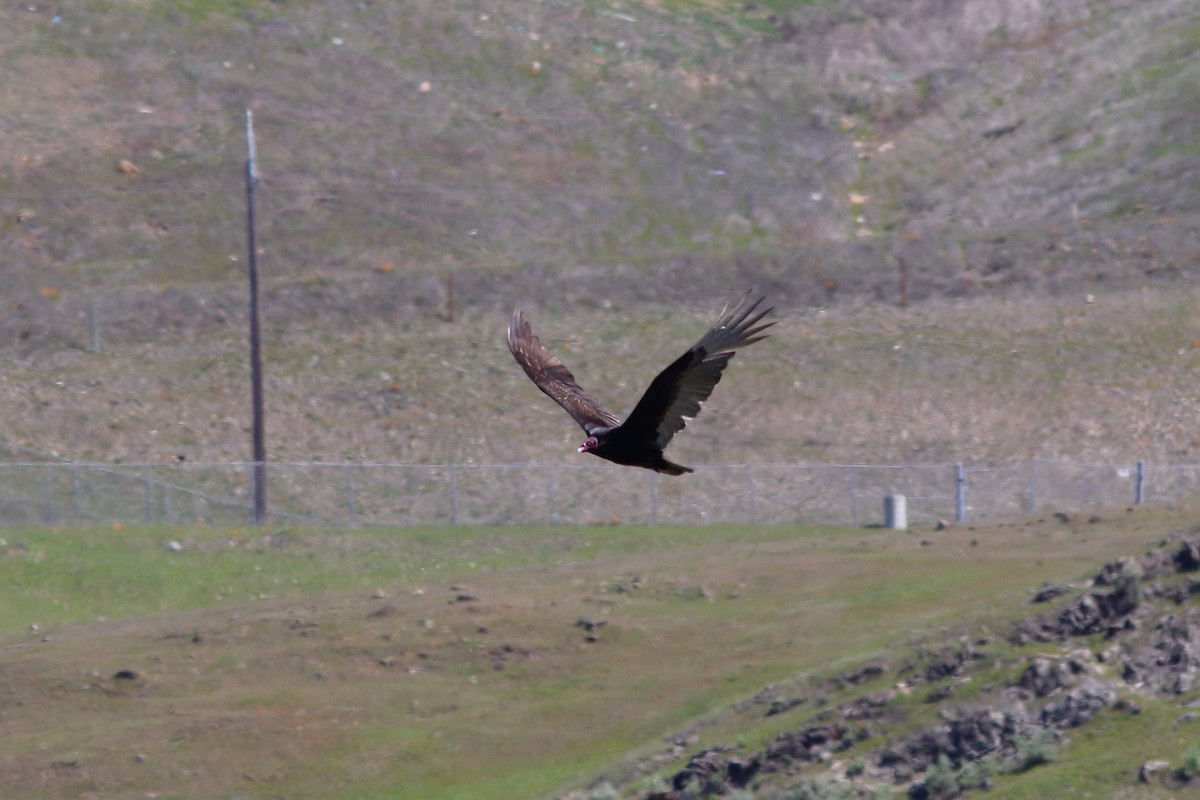 Turkey Vulture - ML319466641