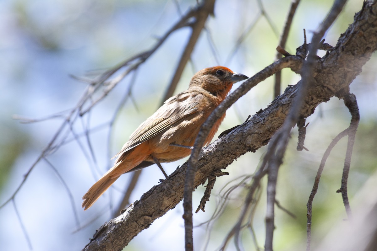 Hepatic Tanager - Mark Rauzon