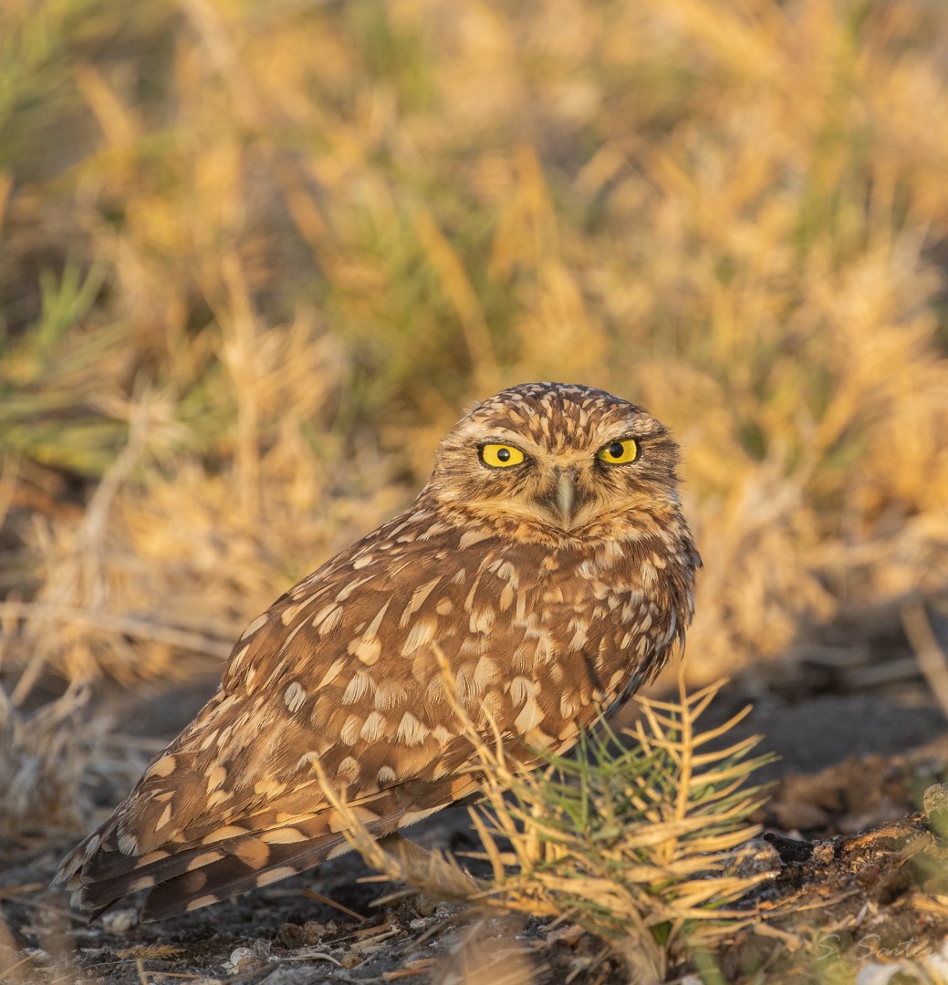 Burrowing Owl - ML319467961