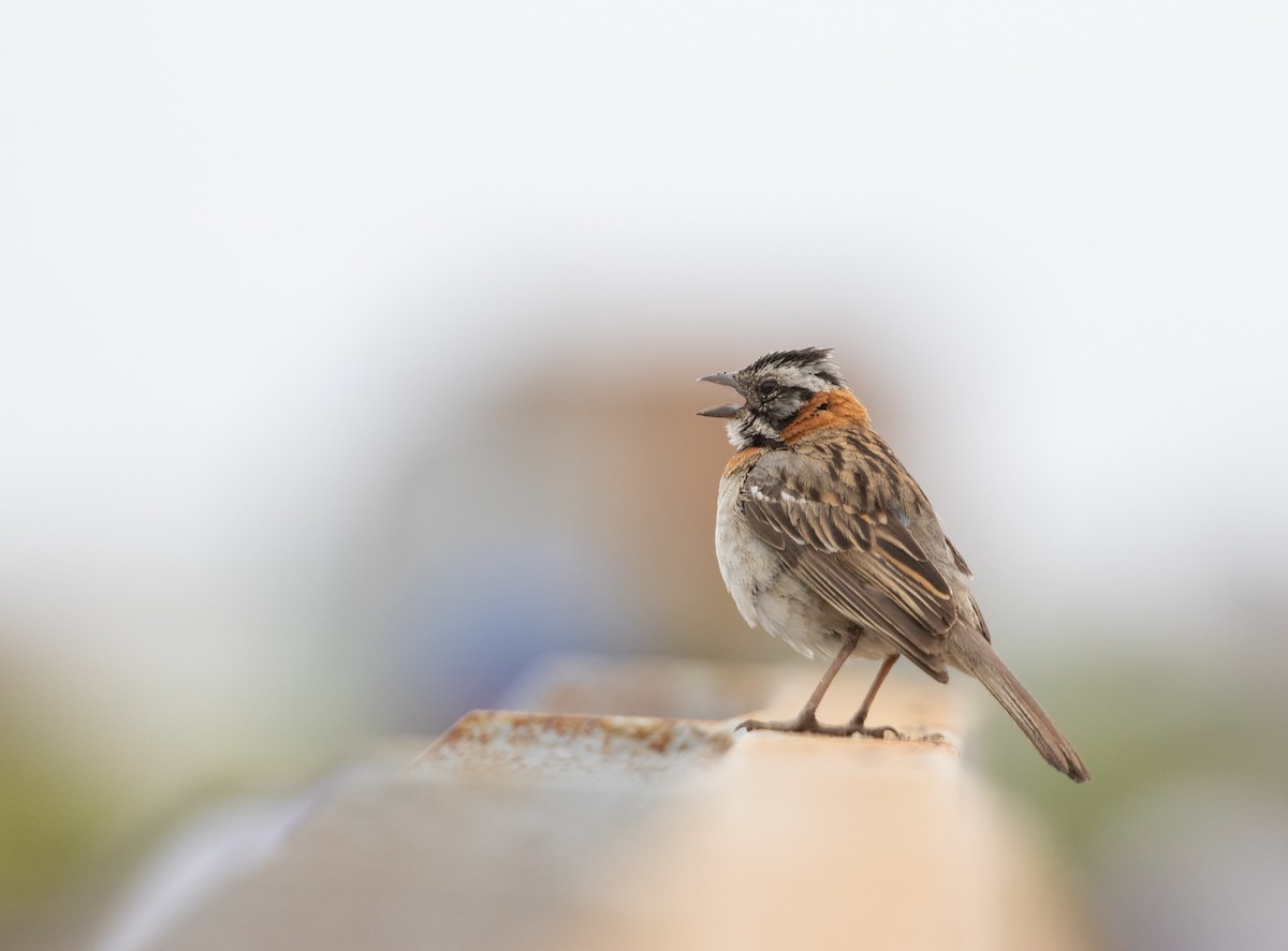 Rufous-collared Sparrow - ML319468921