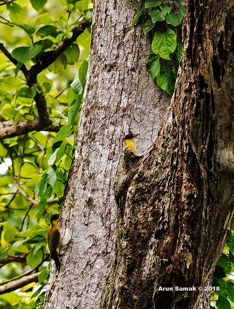 Black-headed Woodpecker - ML319469571