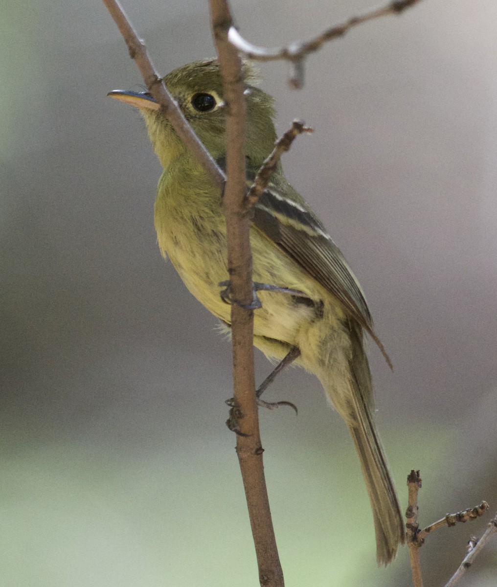 Western Flycatcher (Cordilleran) - ML31946971