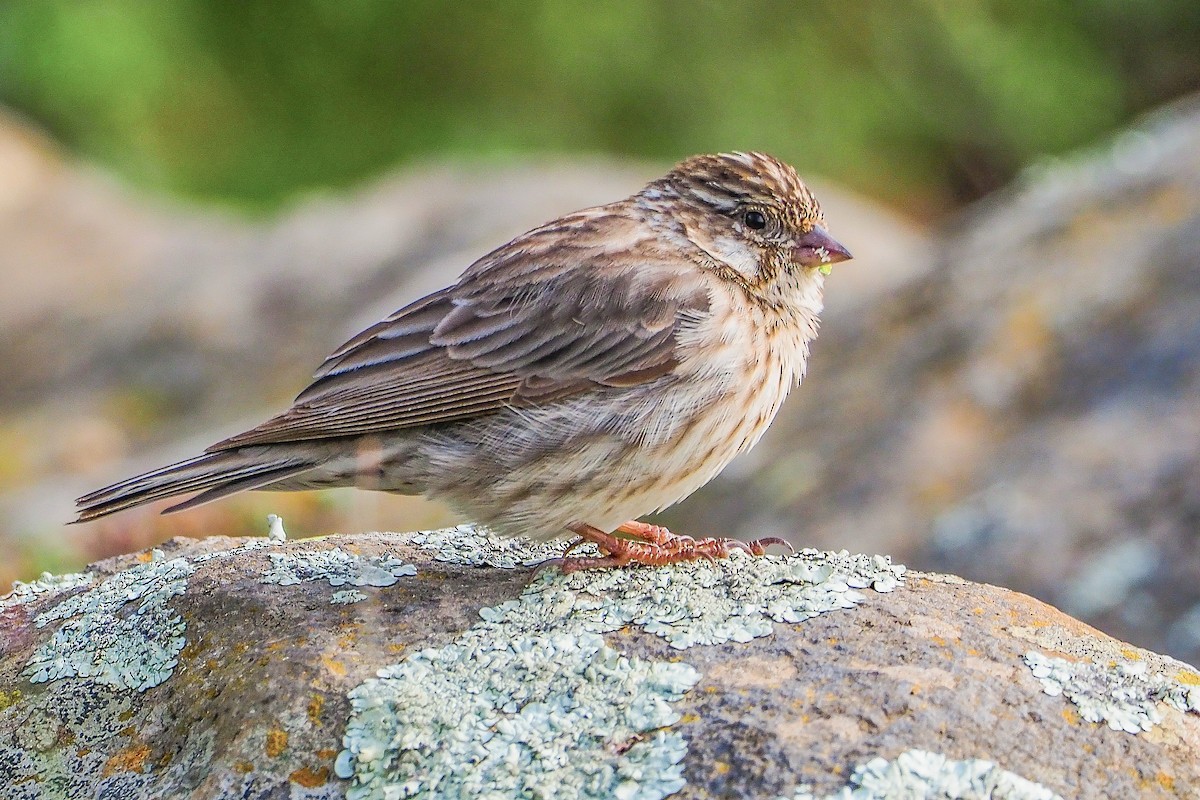 Ankober Serin - Phil Chaon