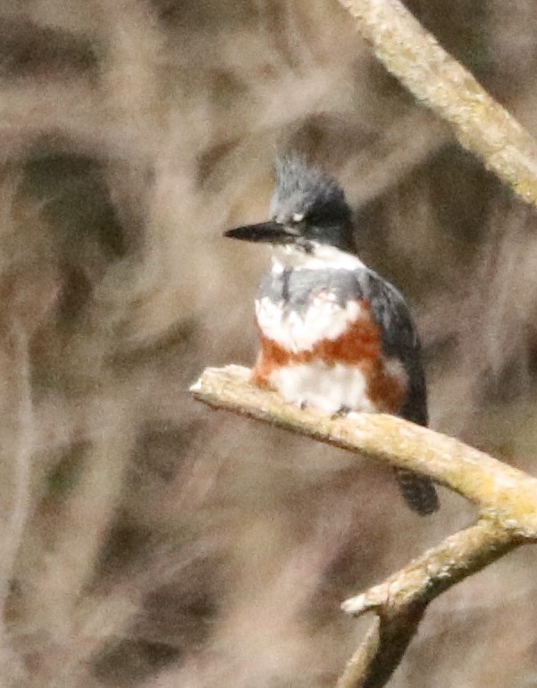 Belted Kingfisher - Chris S