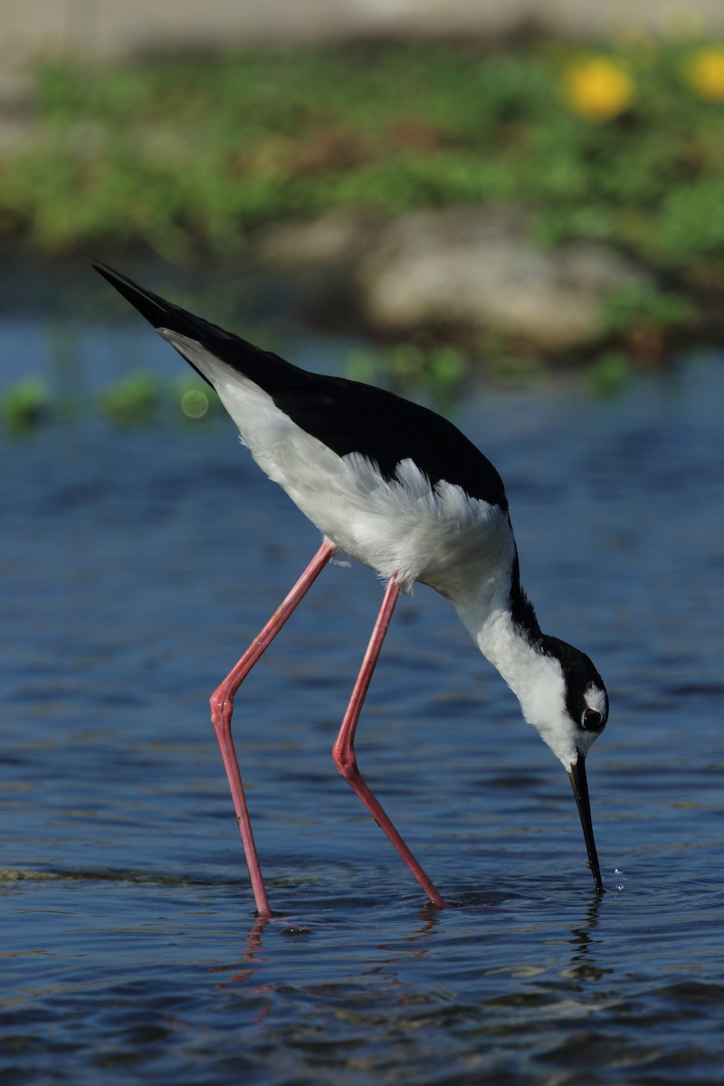 Black-necked Stilt - David Barton