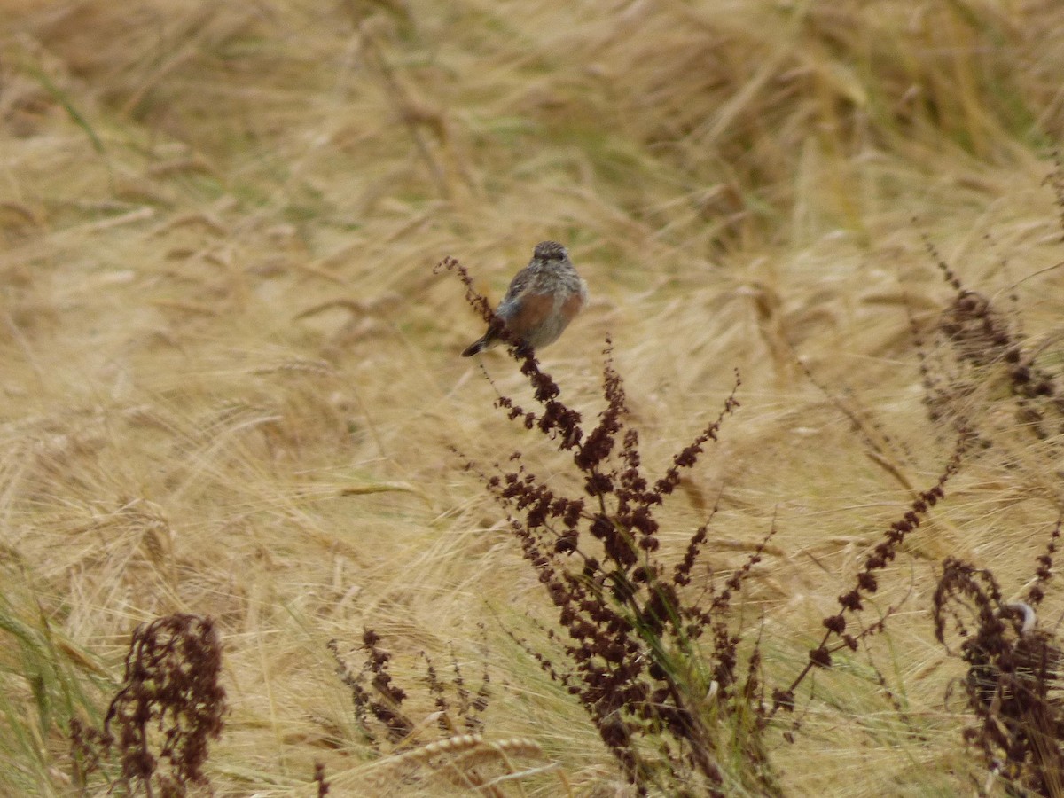 European Stonechat - ML31947561