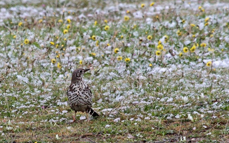 Mistle Thrush - ML319475821