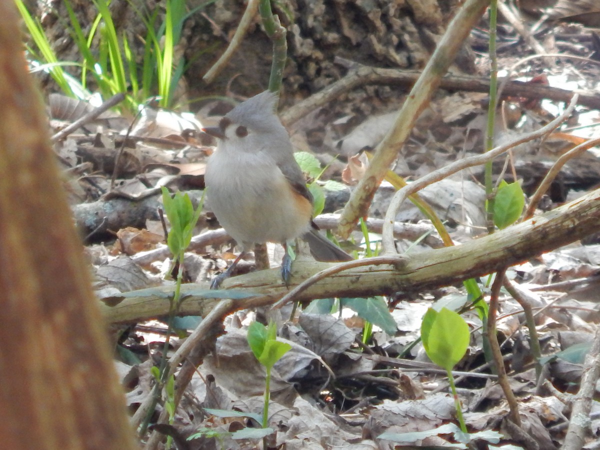 Tufted Titmouse - ML319476071