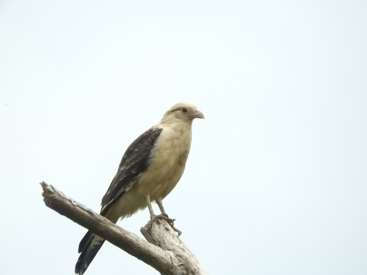 Yellow-headed Caracara - ML319476131