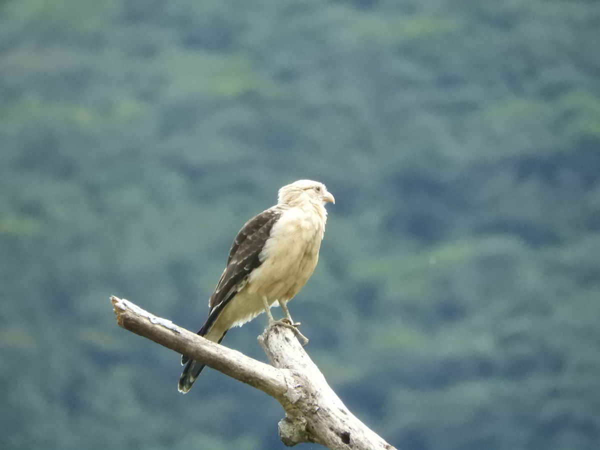 Yellow-headed Caracara - ML319476221