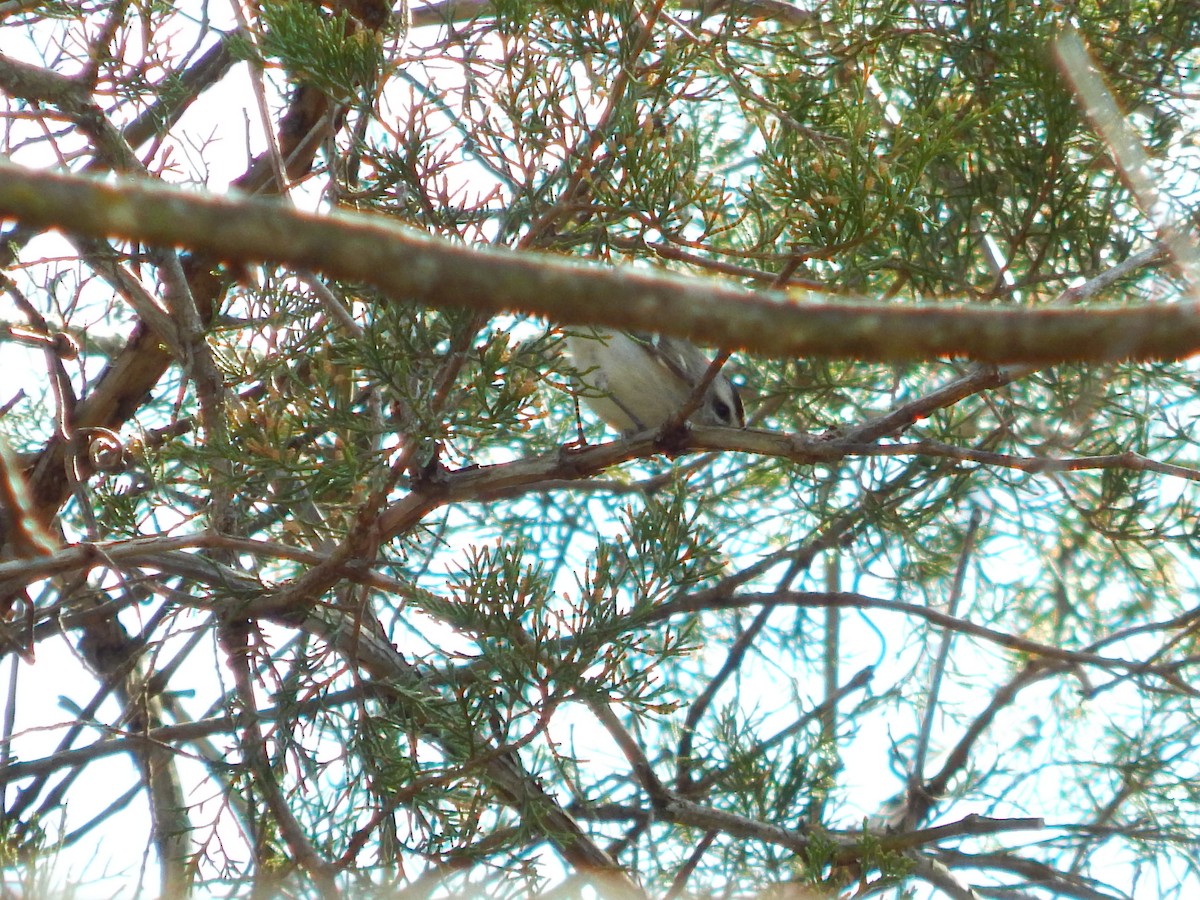 Golden-crowned Kinglet - ML319476571